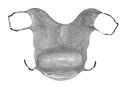 Tongue plate